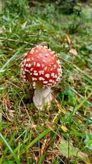 foto di Funghi